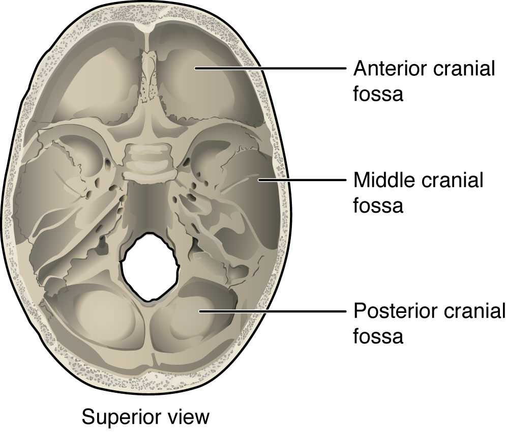This figure shows the structure of the cranial fossae. The panel shows the lateral view. In the panel, the major parts are labeled.