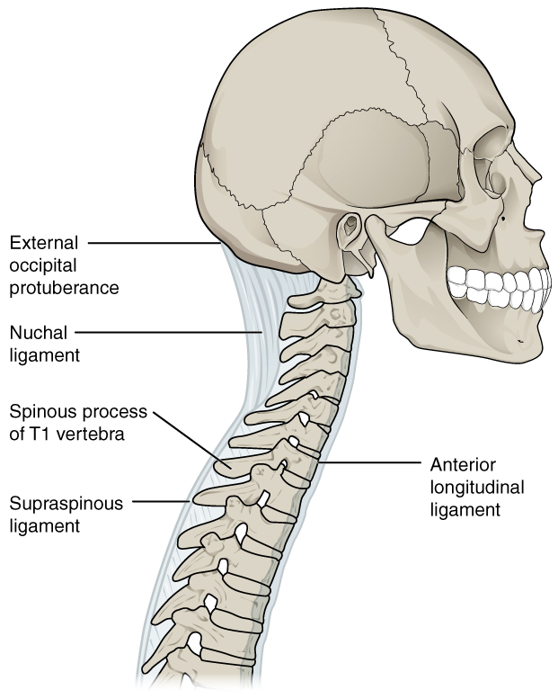 In this image, a lateral view of the skull and the upper part of the vertebral column is shown. The ligaments that connect the different bones are shown in light blue and are labeled.