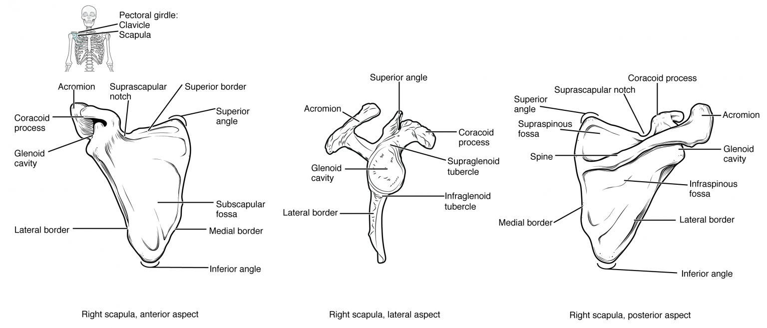 8.1 The Pectoral Girdle – Anatomy & Physiology