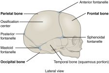 9.2 Fibrous Joints – Anatomy & Physiology