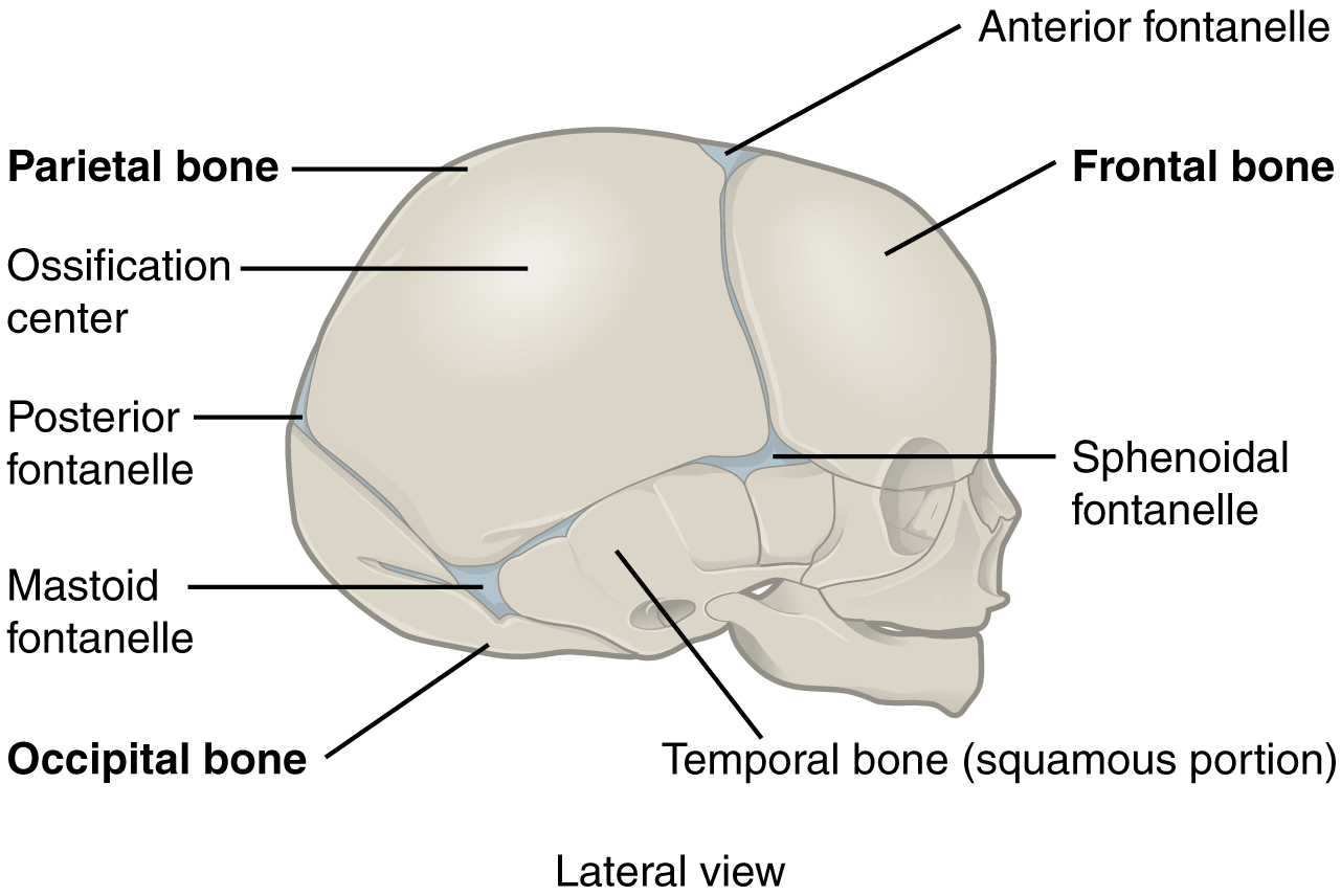 This figure shows the lateral view of the newborn skull with the major parts labeled.