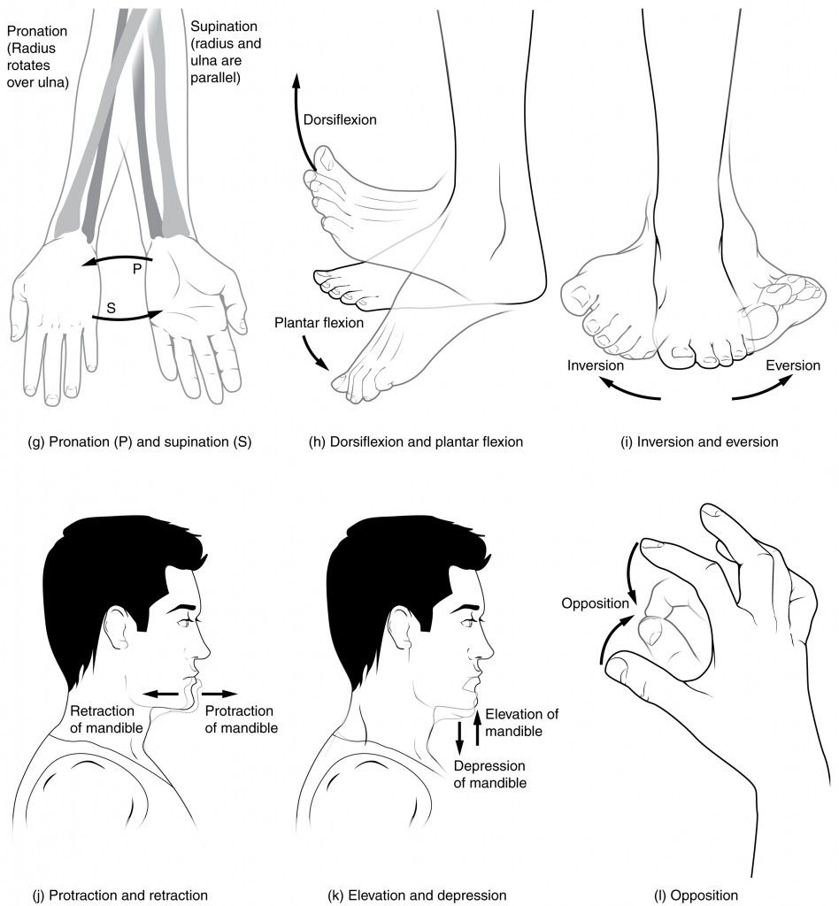 This multi-part image shows different types of movements that are possible by different joints in the body.