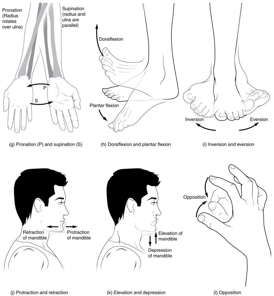 When referring to the ankle, the terms dorsiflexion, plantarflexion,  inversion, and eversion are used. Dorsiflexi…