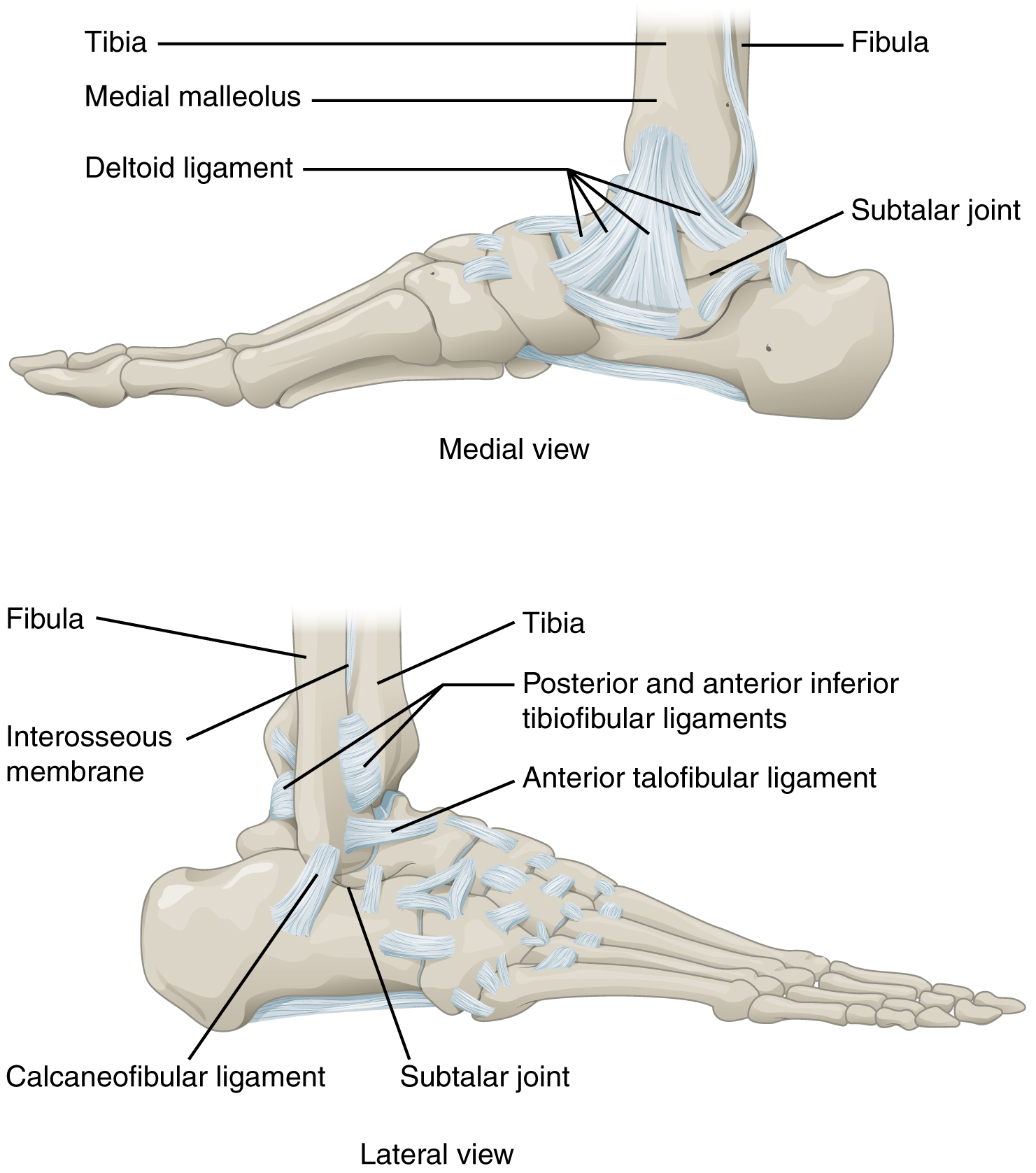 This figure shows the structure of the ankle and feet joints. The top panel shows the medial view of the ankle joint, and the bottom panel shows the lateral view.