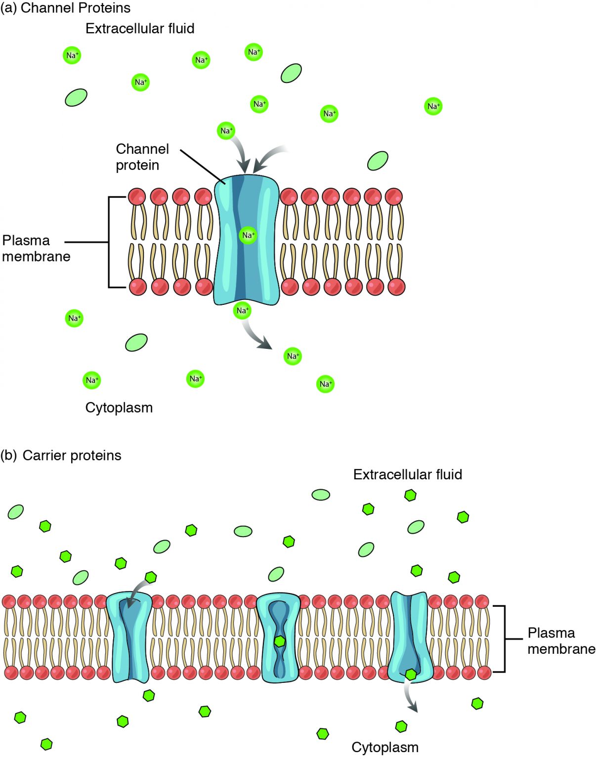 3.1 The Cell Membrane – Anatomy & Physiology