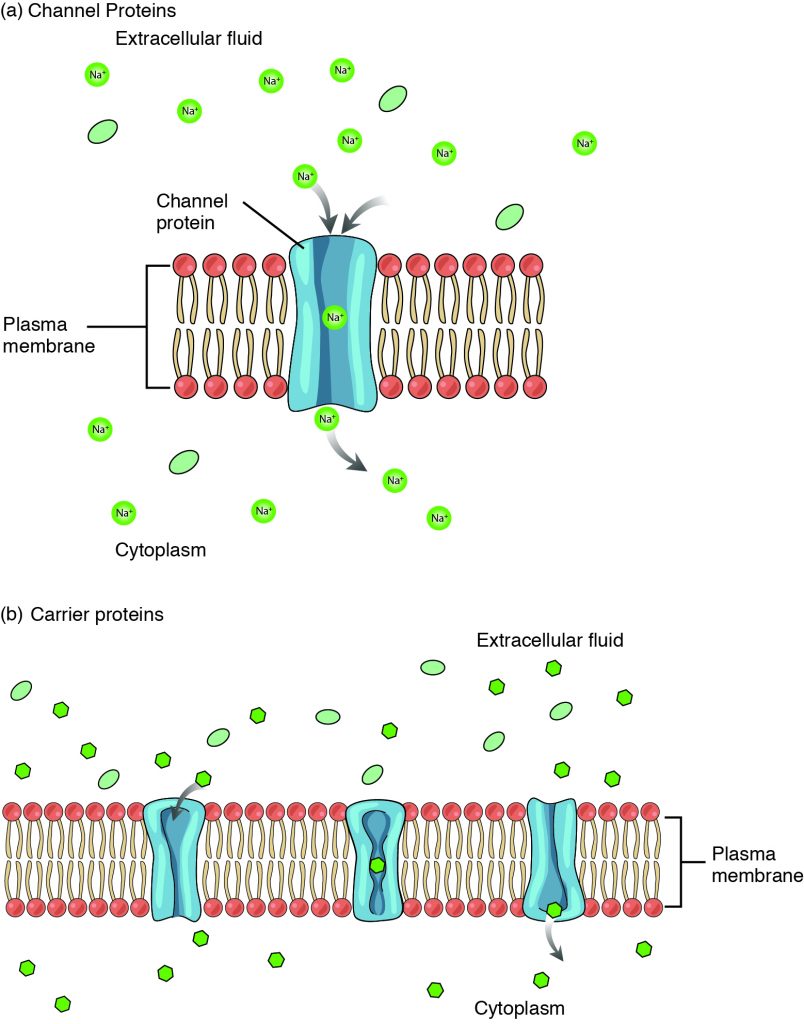 This diagram shows the different means of facilitated diffusion across the plasma membrane. In the top panel, a channel protein is shown to allow the transport of solutes across the membrane. In the bottom panel, the membrane contains carrier proteins in addition to channel proteins.