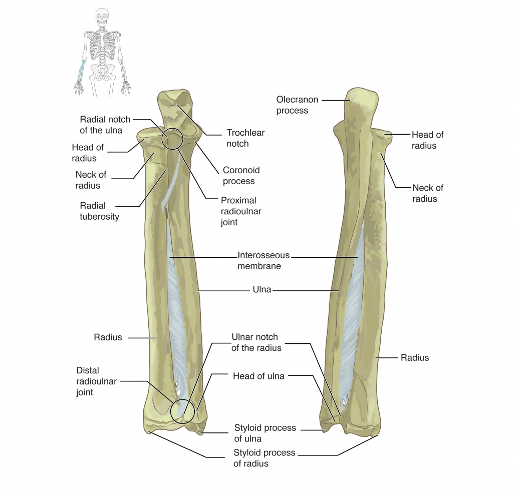 This figure shows the bones of the lower arm.