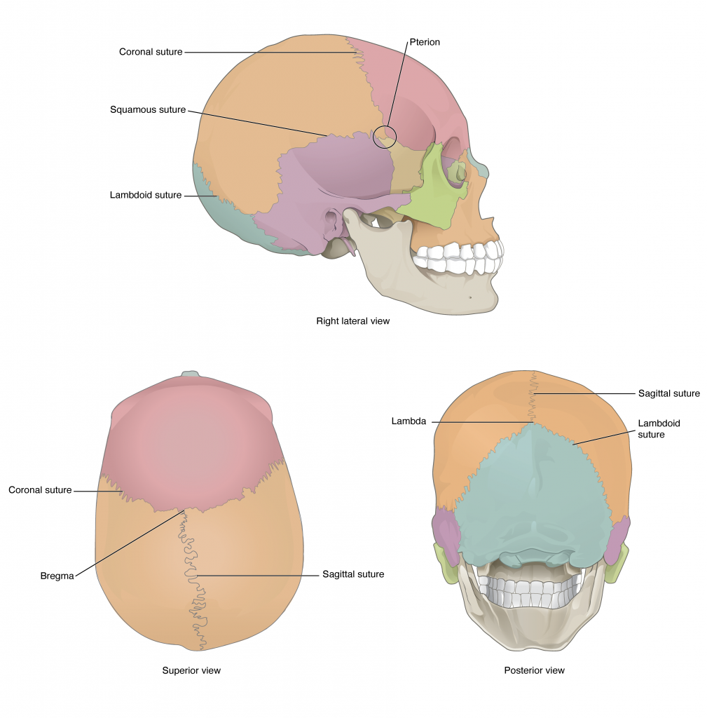 The 8 Cranial Bones  Parts, Location & Function - Video & Lesson