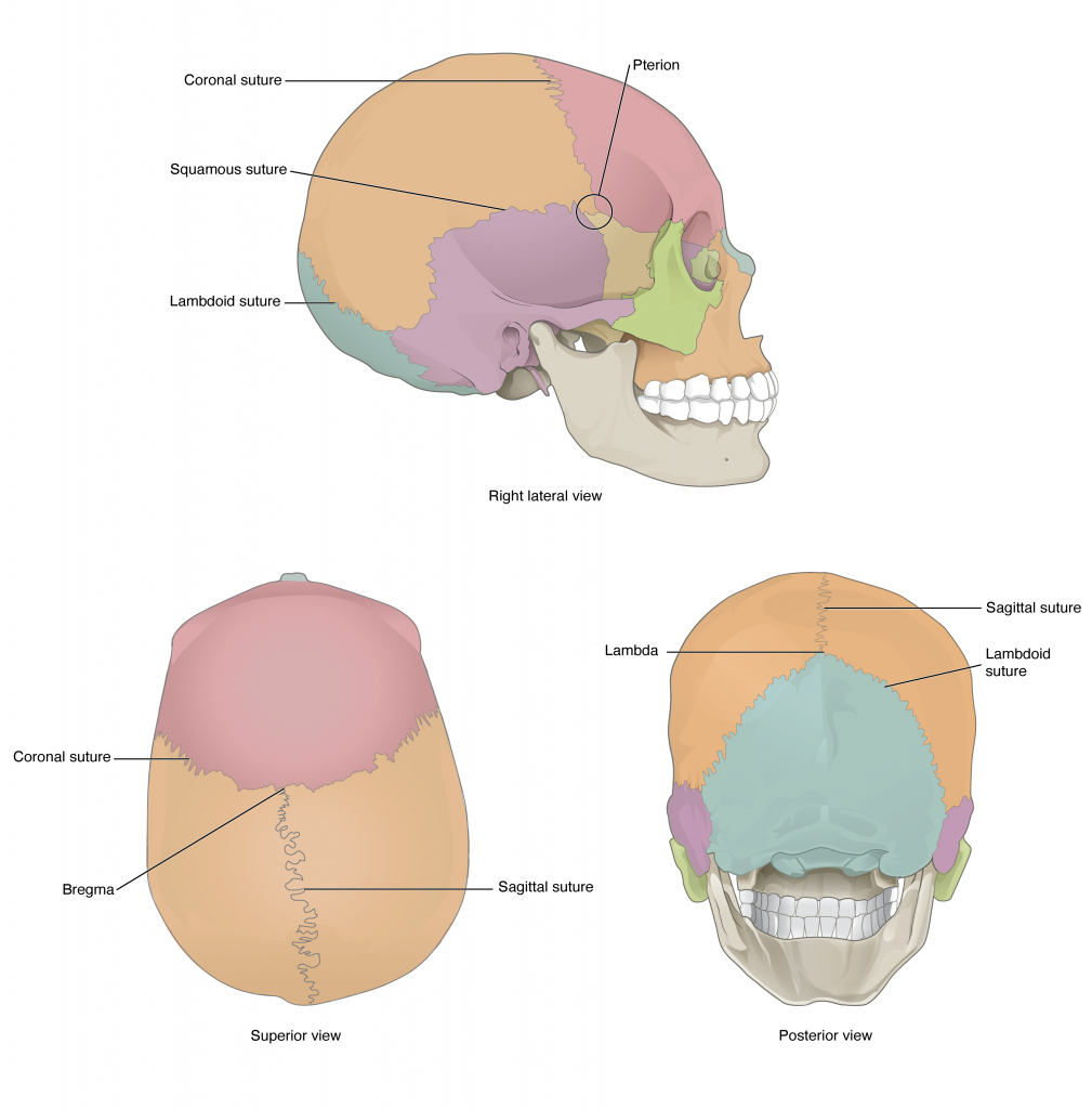 The Skull: Names of Bones in the Head, with Anatomy, & Labeled Diagram