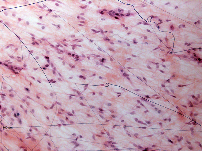 loose connective tissue under microscope