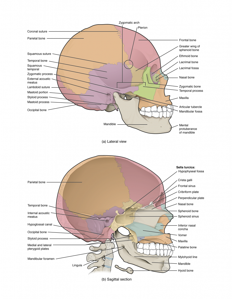 This image shows the lateral view of the human skull and identifies the major parts.