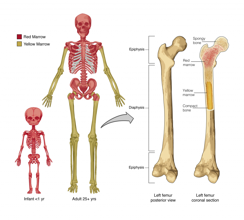 wall e humans bones