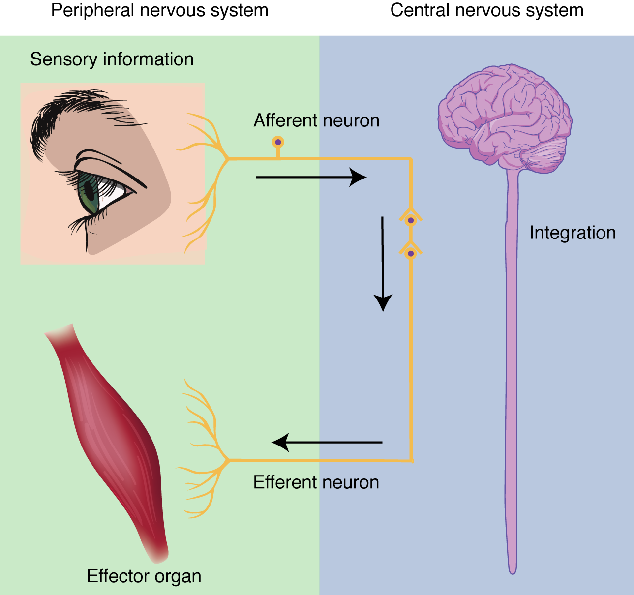 This figure shows the relationship between the peripheral and central nervous system
