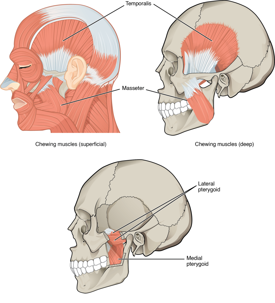 11.4 Axial Muscles of the Head Neck and Back – Anatomy & Physiology