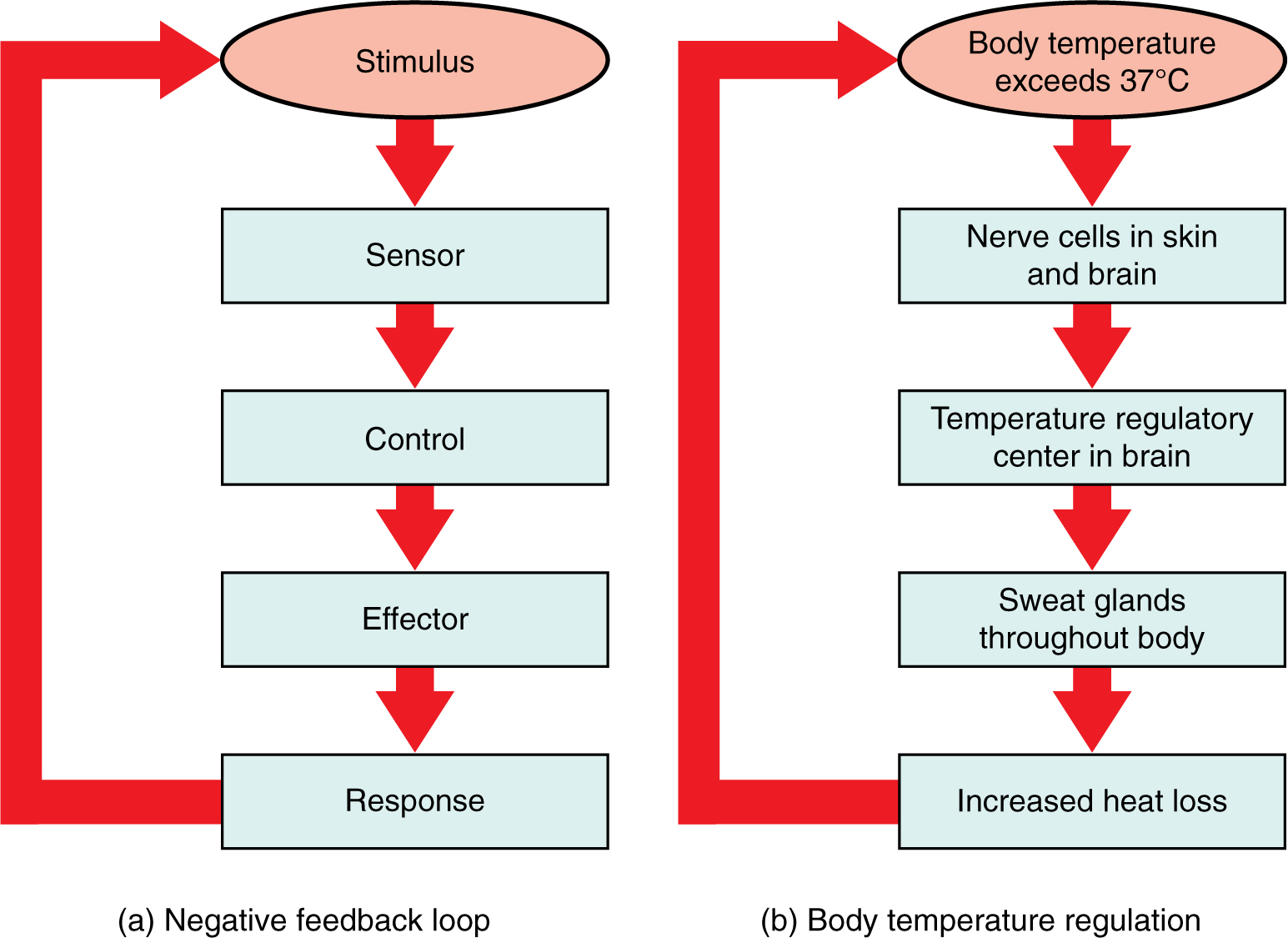 This figure shows three flow charts labeled A, B, and C. Chart A shows a general negative feedback loop. The loop starts with a stimulus. Information about the stimulus is perceived by a sensor which sends that information to a control center. The control center sends a signal to an effector, which then feeds back to the top of the flow chart by inhibiting the stimulus. Part B shows body temperature regulation as an example of negative feedback system. Here, the stimulus is body temperature exceeding 37 degrees Celsius. The sensor is a set of nerve cells in the skin and brain and the control center is the temperature regulatory center of the brain. The effectors are sweat glands throughout the body which inhibit the rising body temperature.