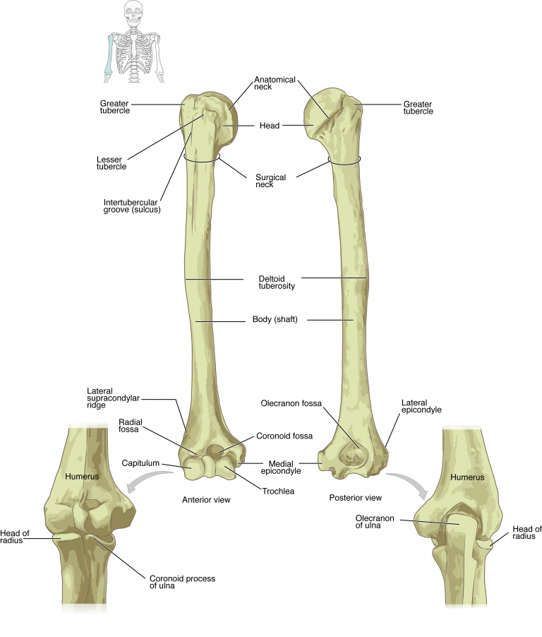 This diagram shows the bones of the upper arm and the elbow joint. The left panel shows the anterior view, and the right panel shows the posterior view.