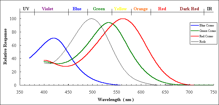  Distribution of Rods and Cones