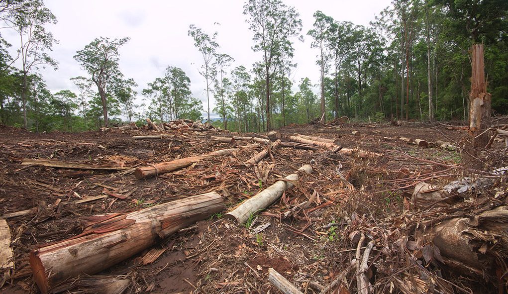 area of deforestation (link to file)