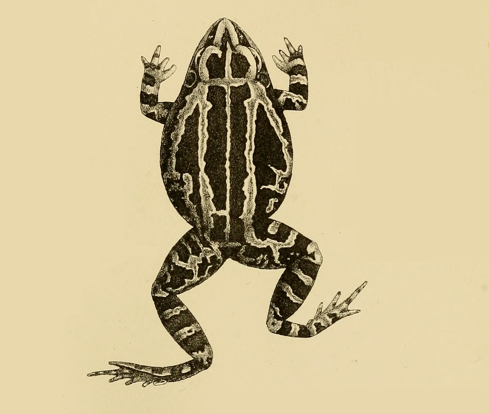 Hildebrandtia ornata ornata