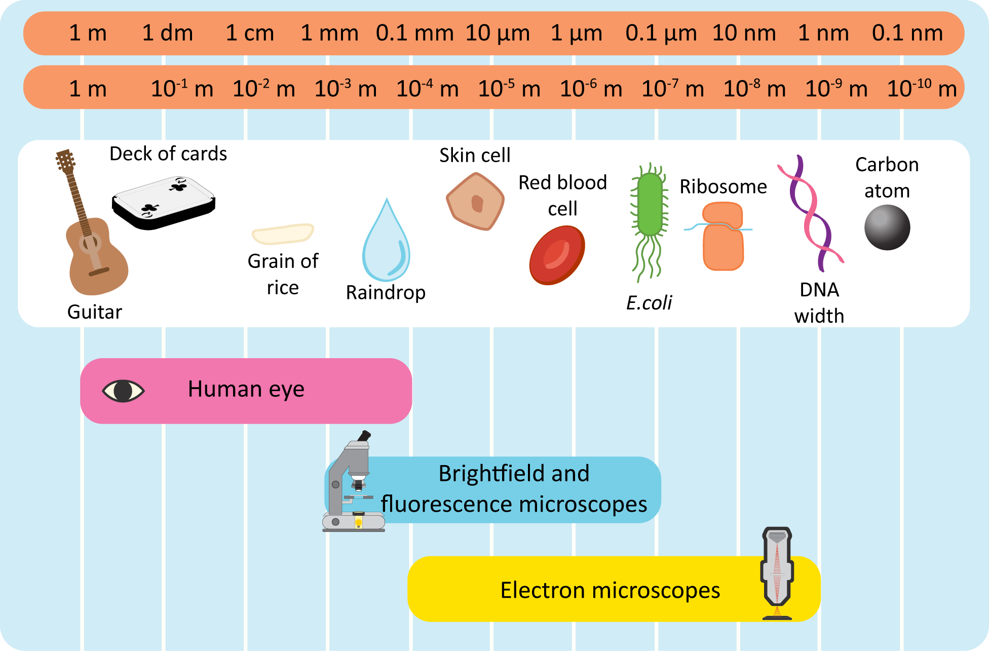 Schematic diagram labeling common objects with the type of microscopy used to see them.