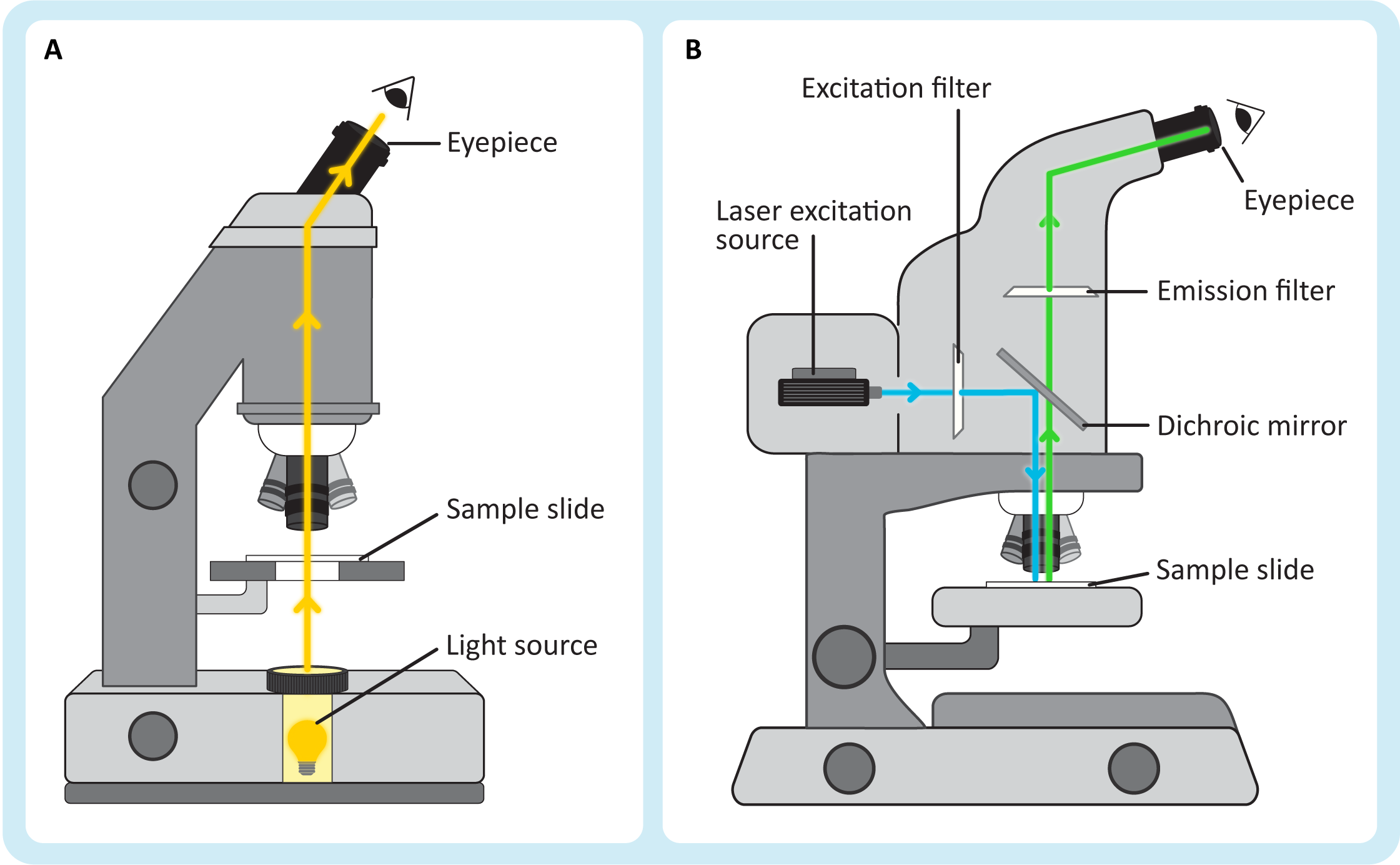 Schematics of transmitted light microscope and fluorescence microscopes showing the path of light through the specimens.