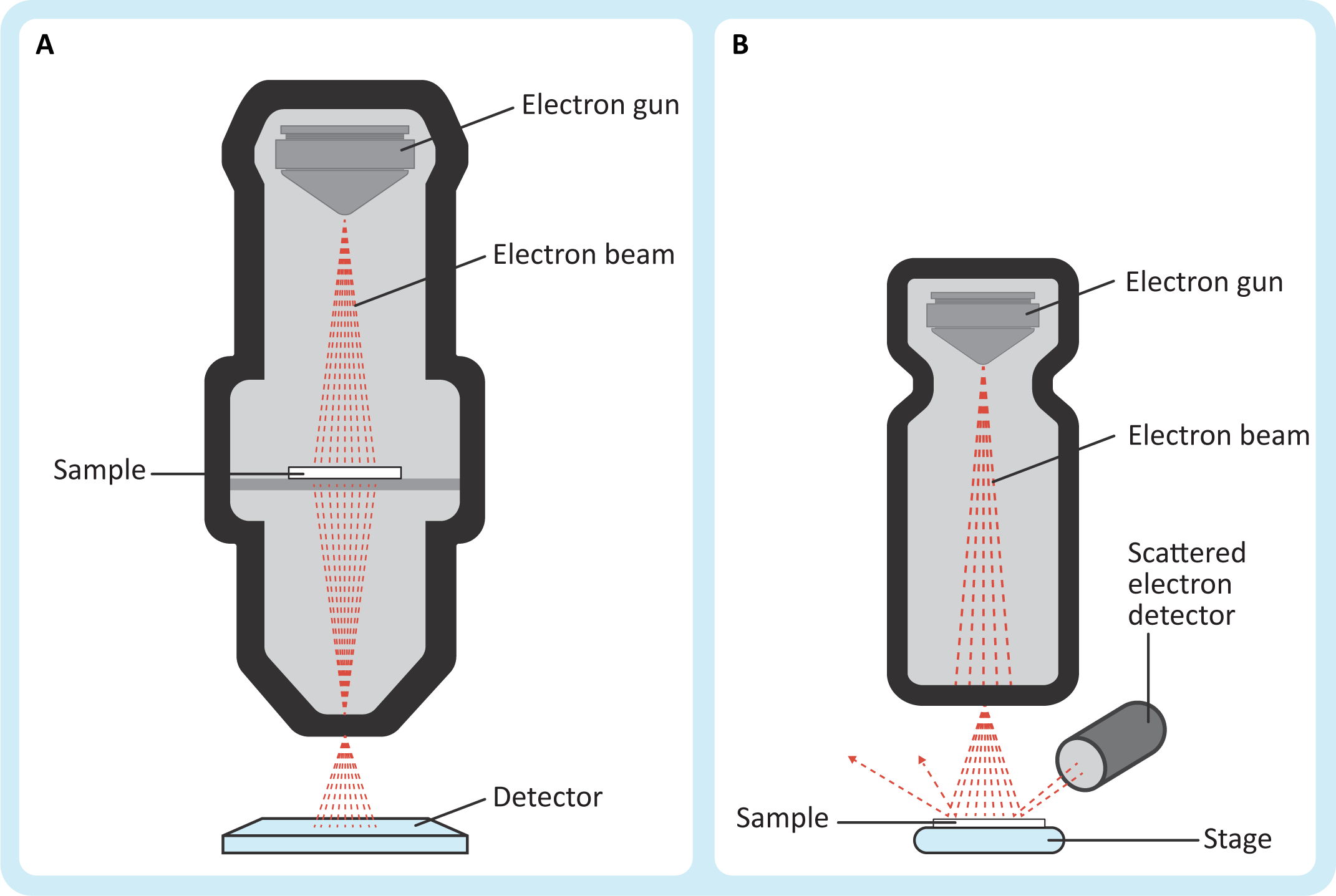 Schematics of transmission and scanning electron microscopes including how the electrons interact with the sample.