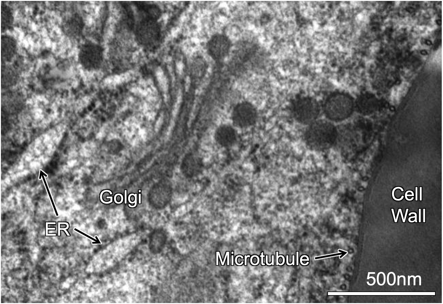TEM electron micrograph with labelled ER, Golgi, microtubules and cell wall