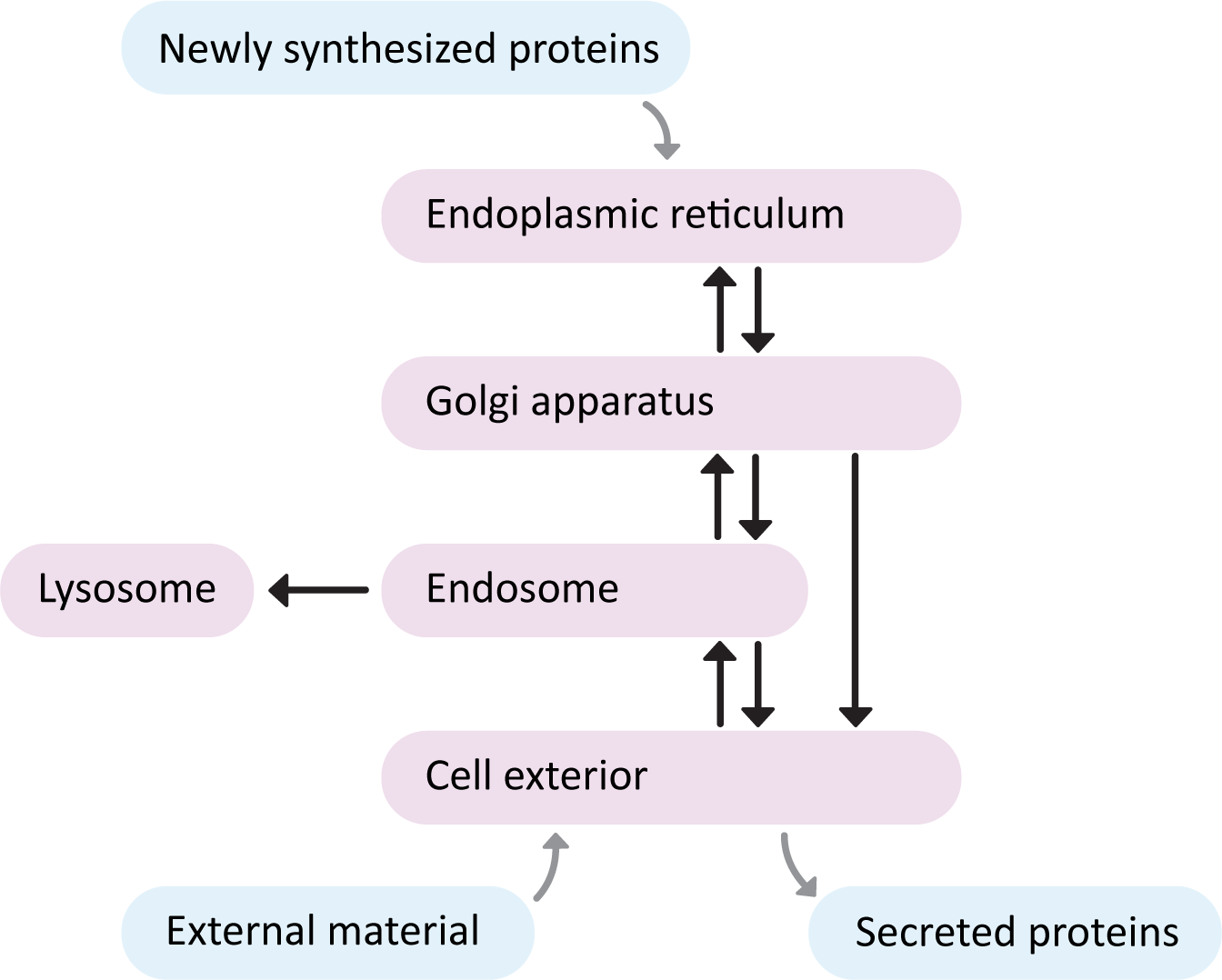 Flowchart of the the compartments of the endomembrane system