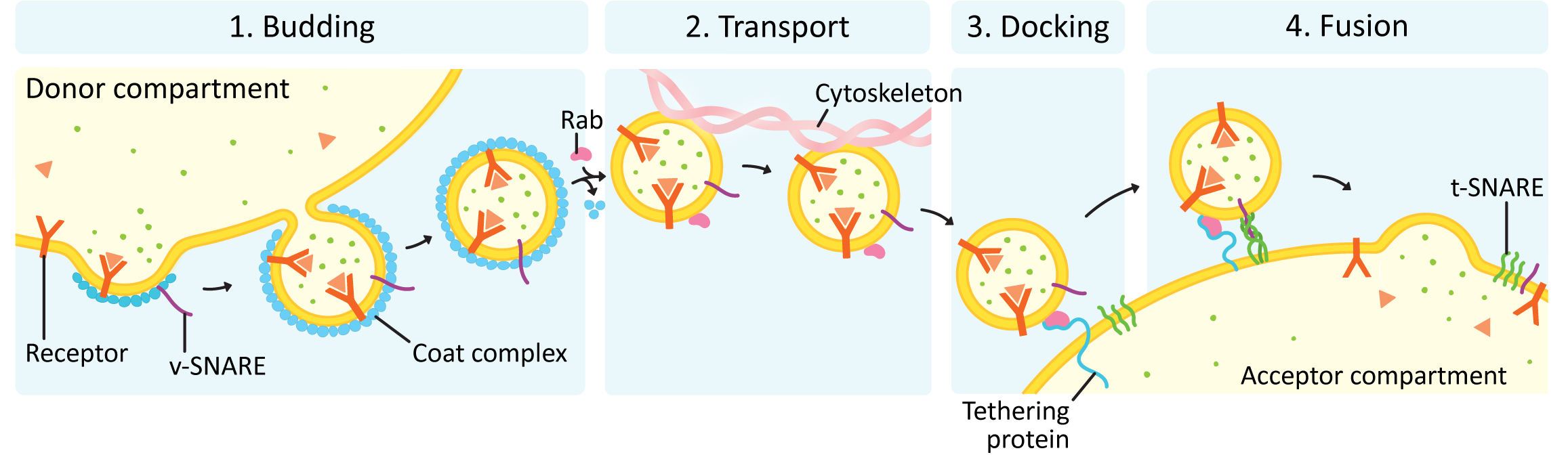 Diagram showing the stages of vesicle budding, transport, docking and fusion.