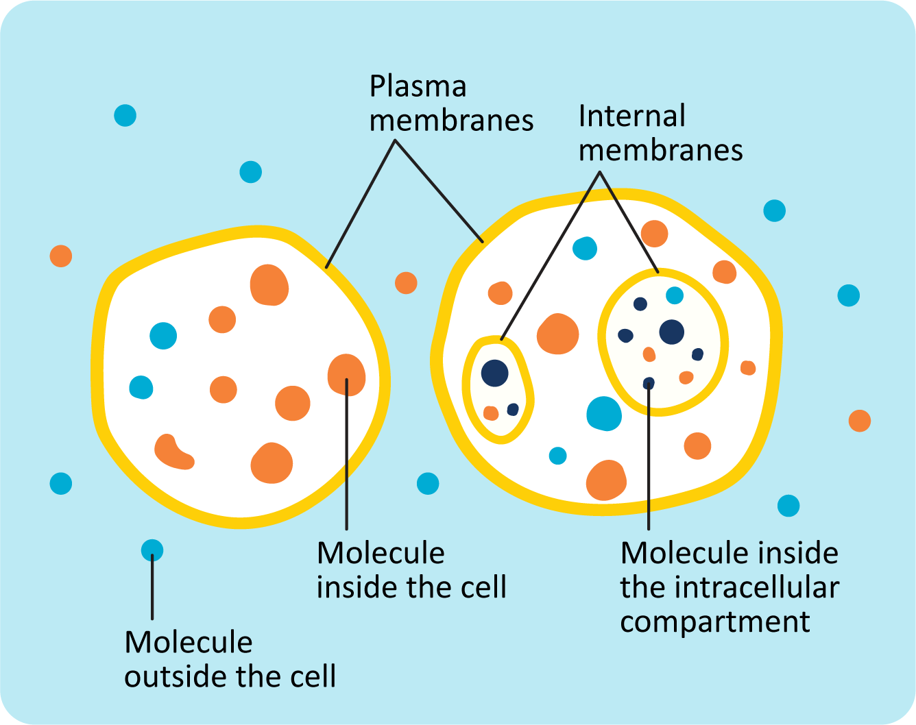 Biological membranes form cellular compartments and act as barriers to separate the inside and outside environments.