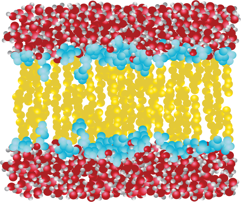 3D illustration of a phospholipid bilayer with water molecules.