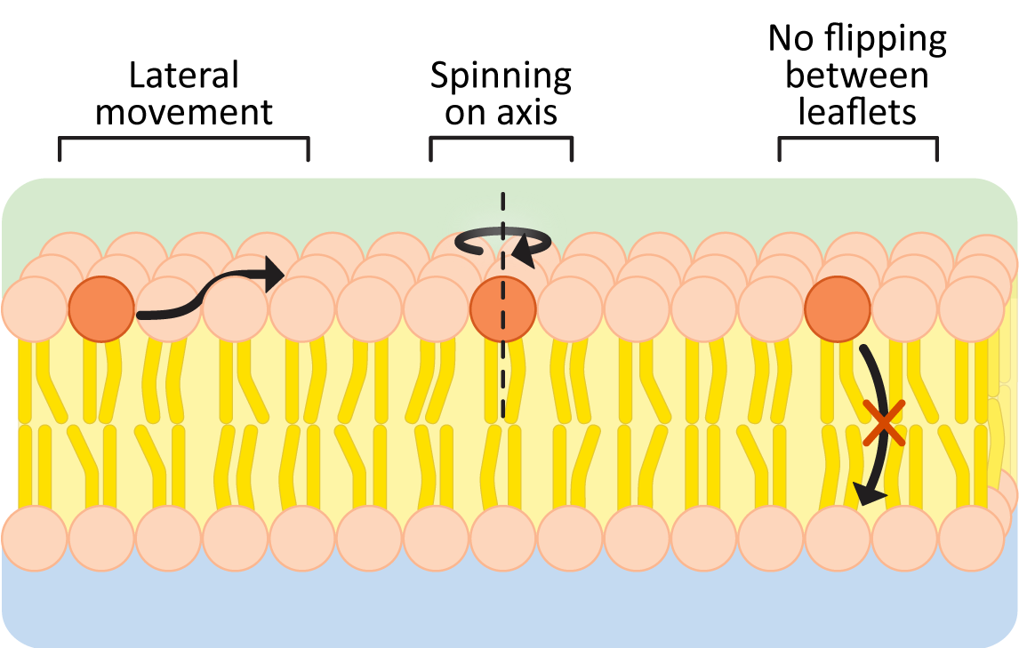 Lateral Diffusion and spinning on an axis are allowed lipid movements within a membrane