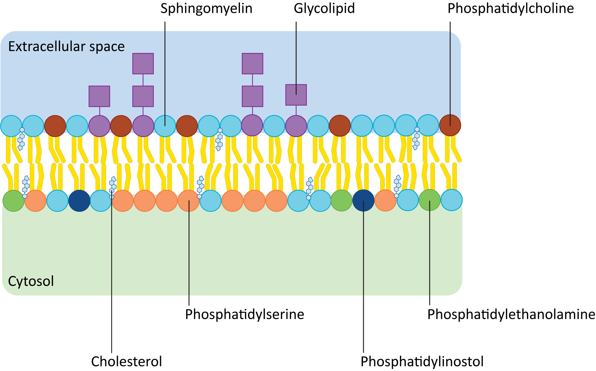 Composition of a lipid bilayer