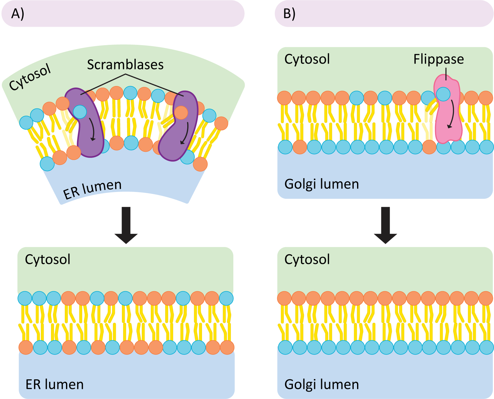 Flippases and scamblases on a leaflet of a biological membrane