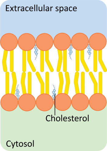 Biological Membranes – Fundamentals of Cell Biology