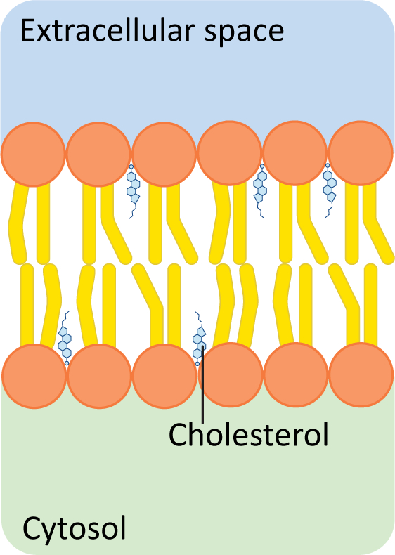 Cholesterol embedded in a membrane bilayer