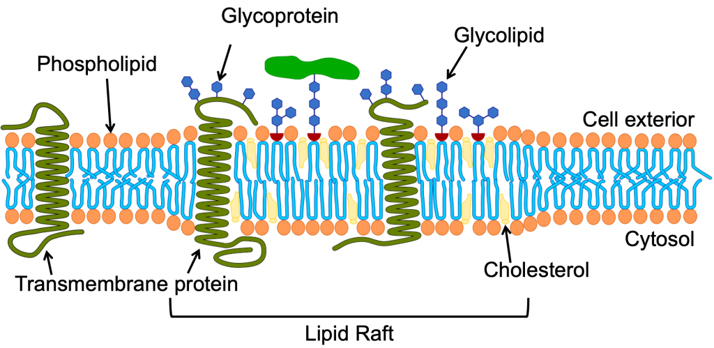 Biological Membranes – Fundamentals of Cell Biology