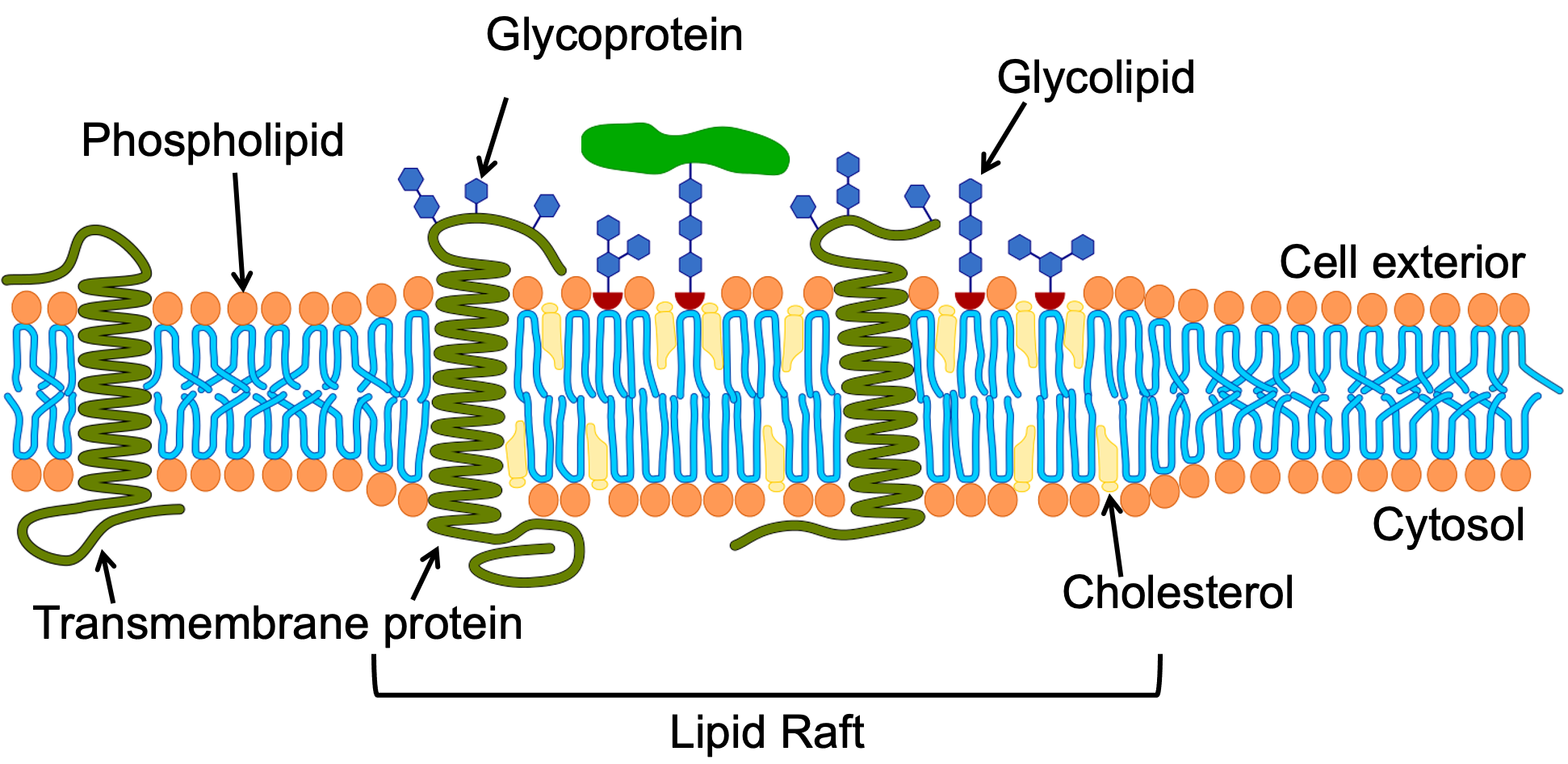 Depiction of the organization of a lipid raft