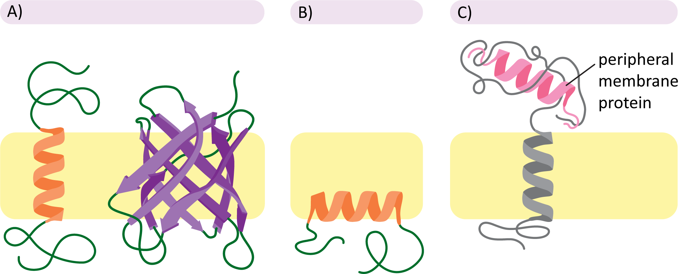 Examples of integral and peripheral membrane proteins on a biological membrane.
