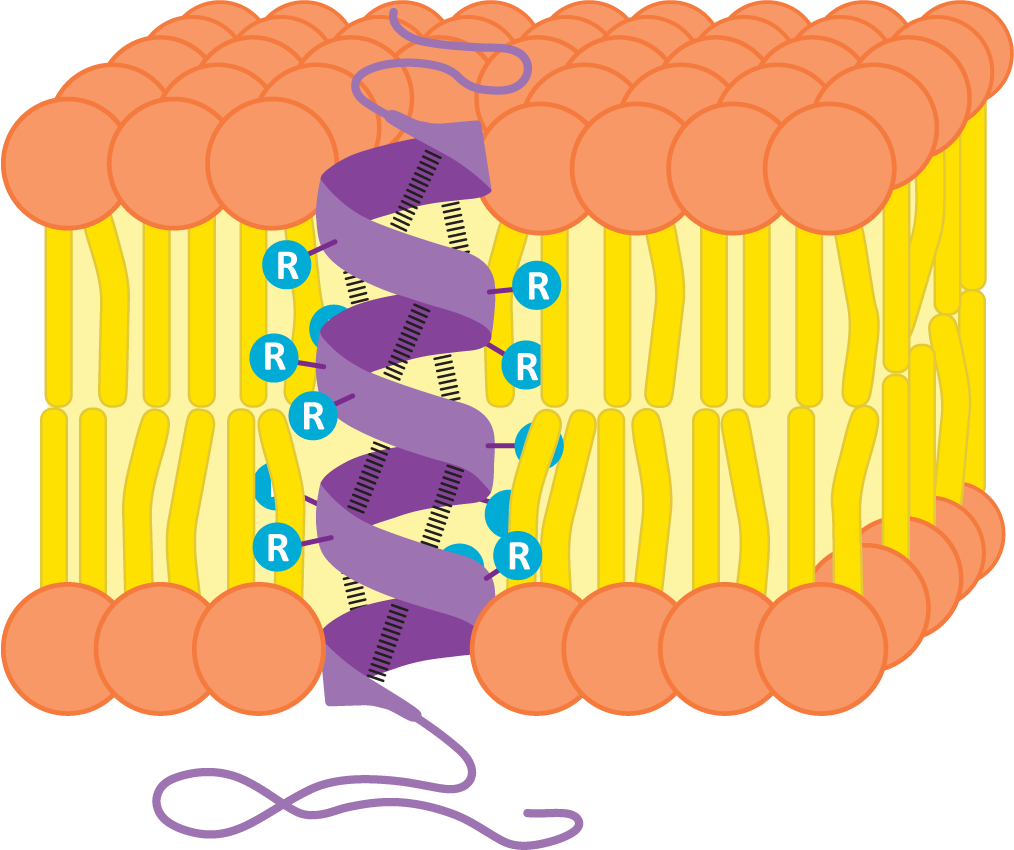 Integral membrane protein with a single alpha helix spanning a membrane
