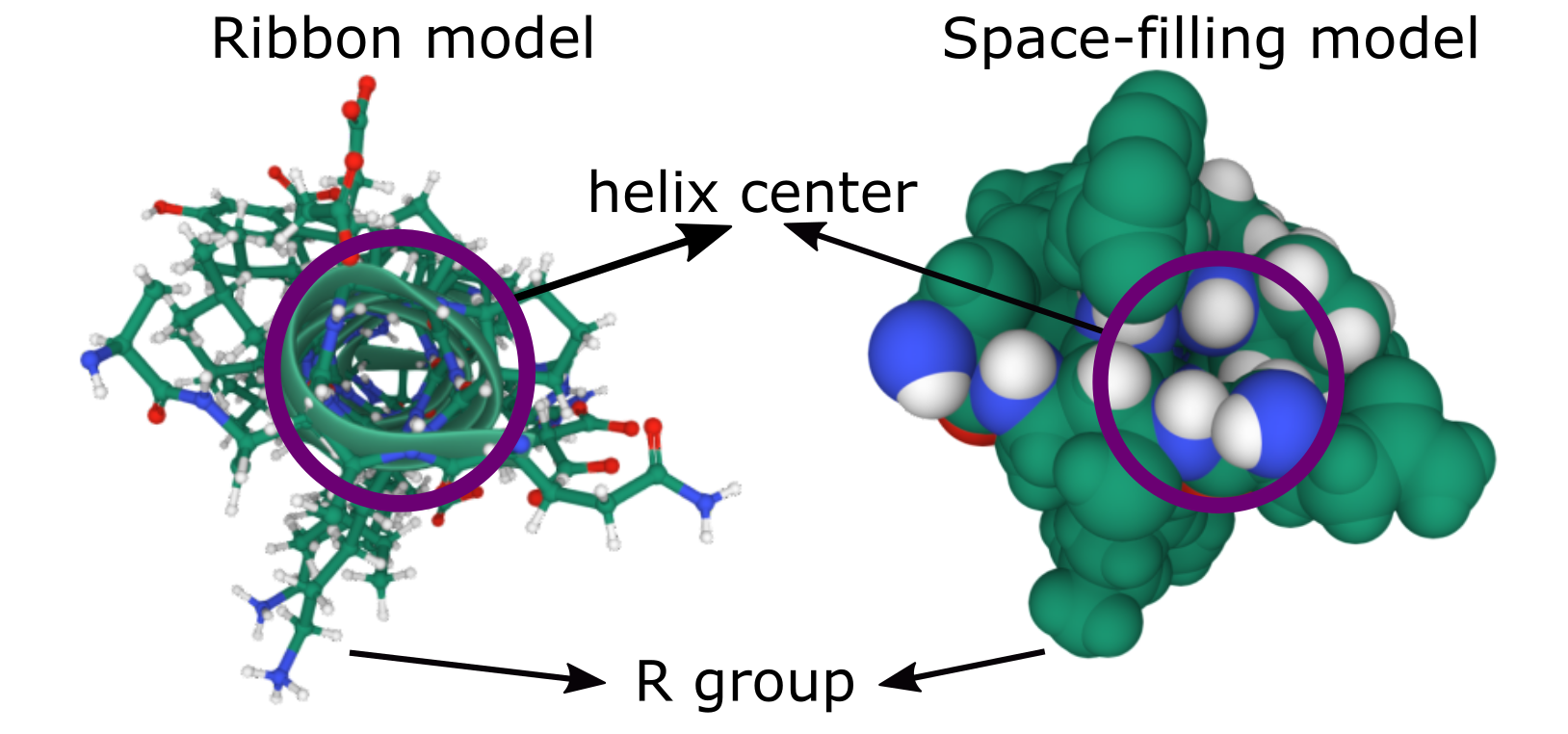 Top view of an alpha helix