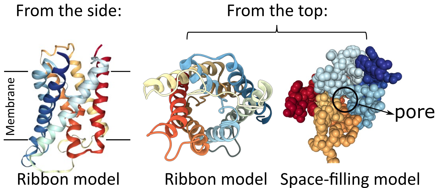 Depiction of multiple view points of an aquaporin.
