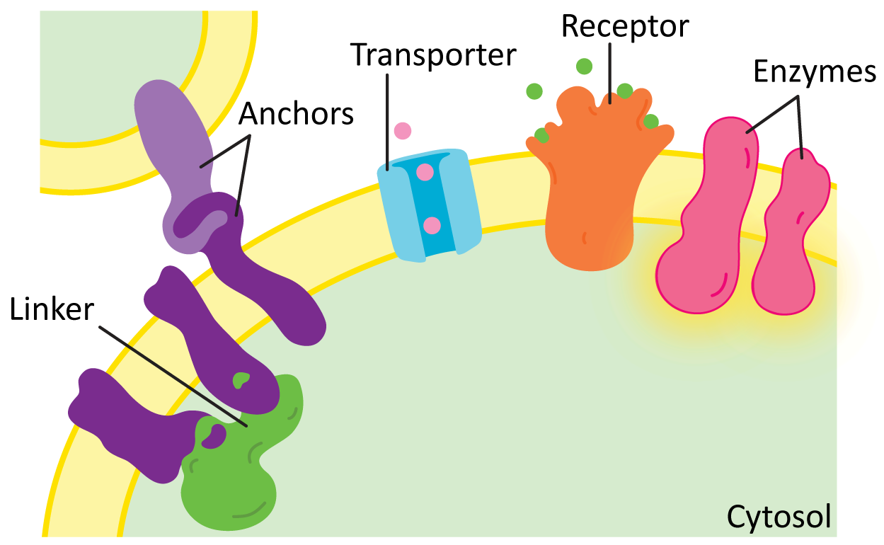 Examples of linker proteins, anchors, transporters, receptors, and other enzymes.