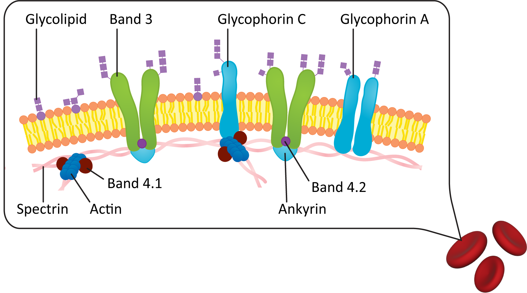 Examples of proteins in the membrane of a red blood cell.