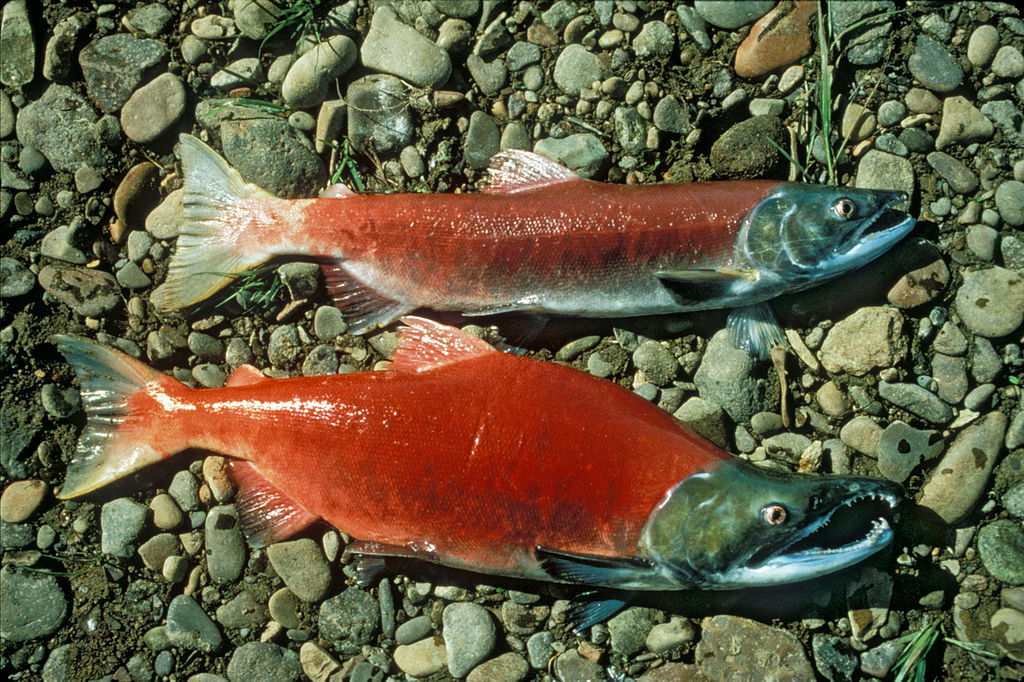 Male and female salmon side by side