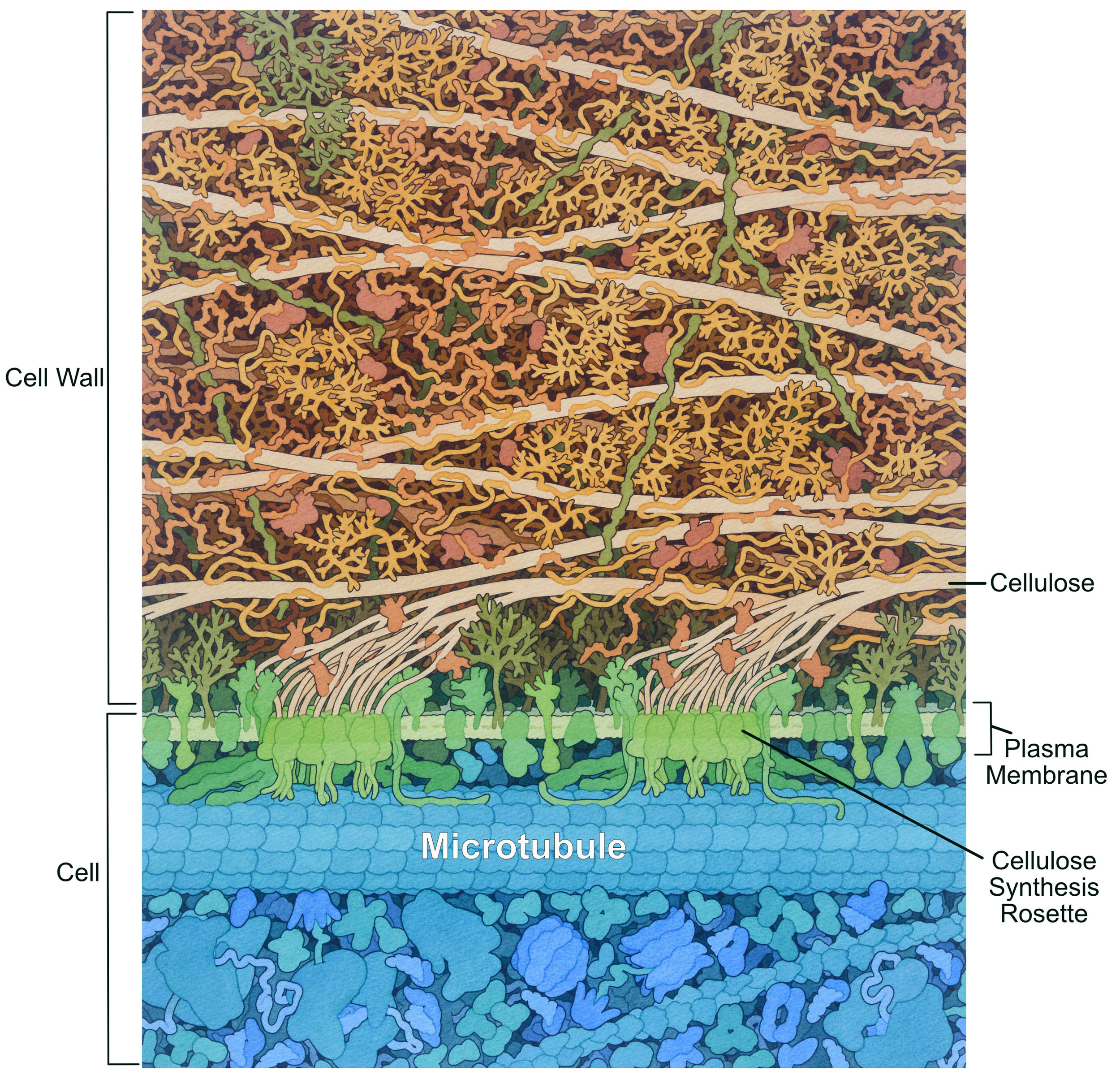 Artist’s rendition of the plant cell wall, and it’s underlying cell.