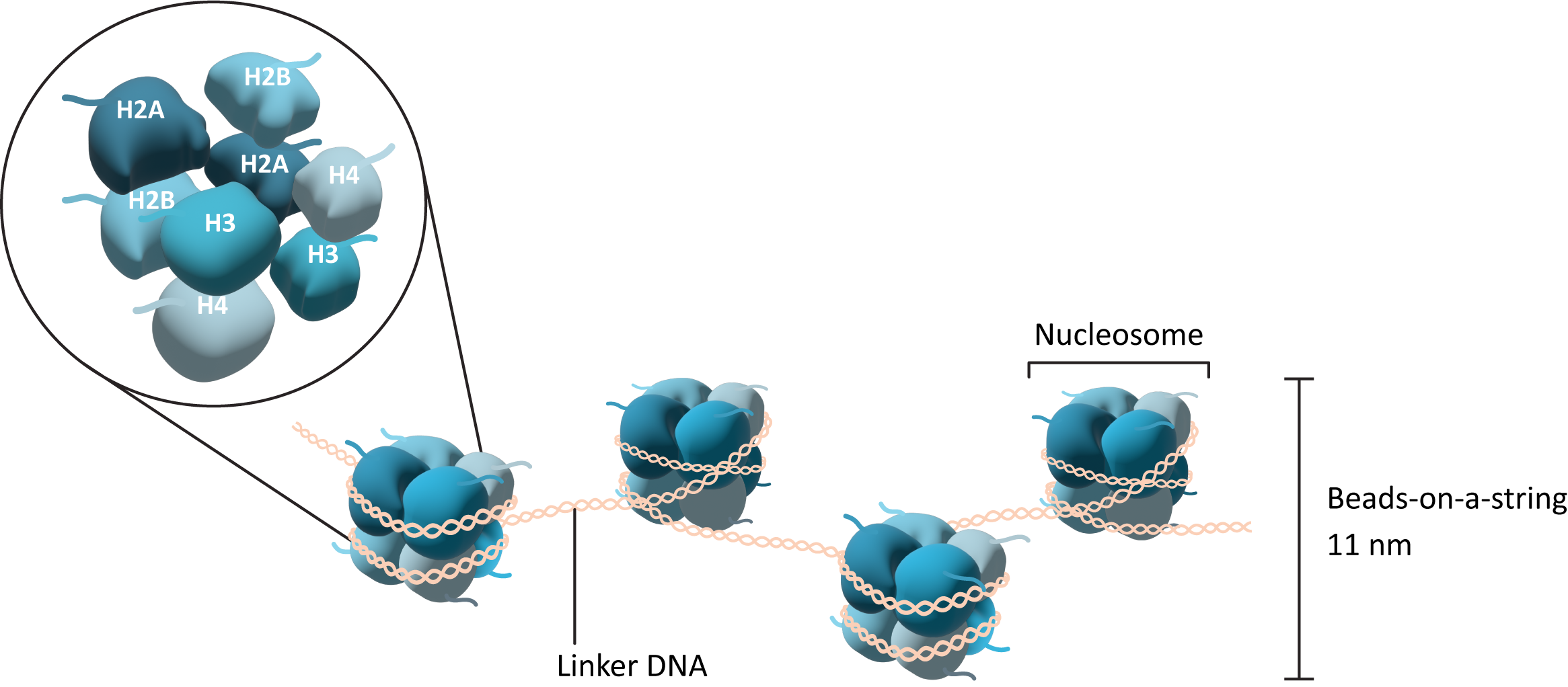 Nucleosomes with highlighted histones and linker DNA