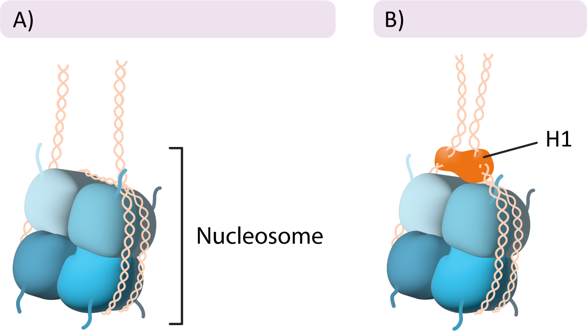 Nucleosome with and without H1 bound