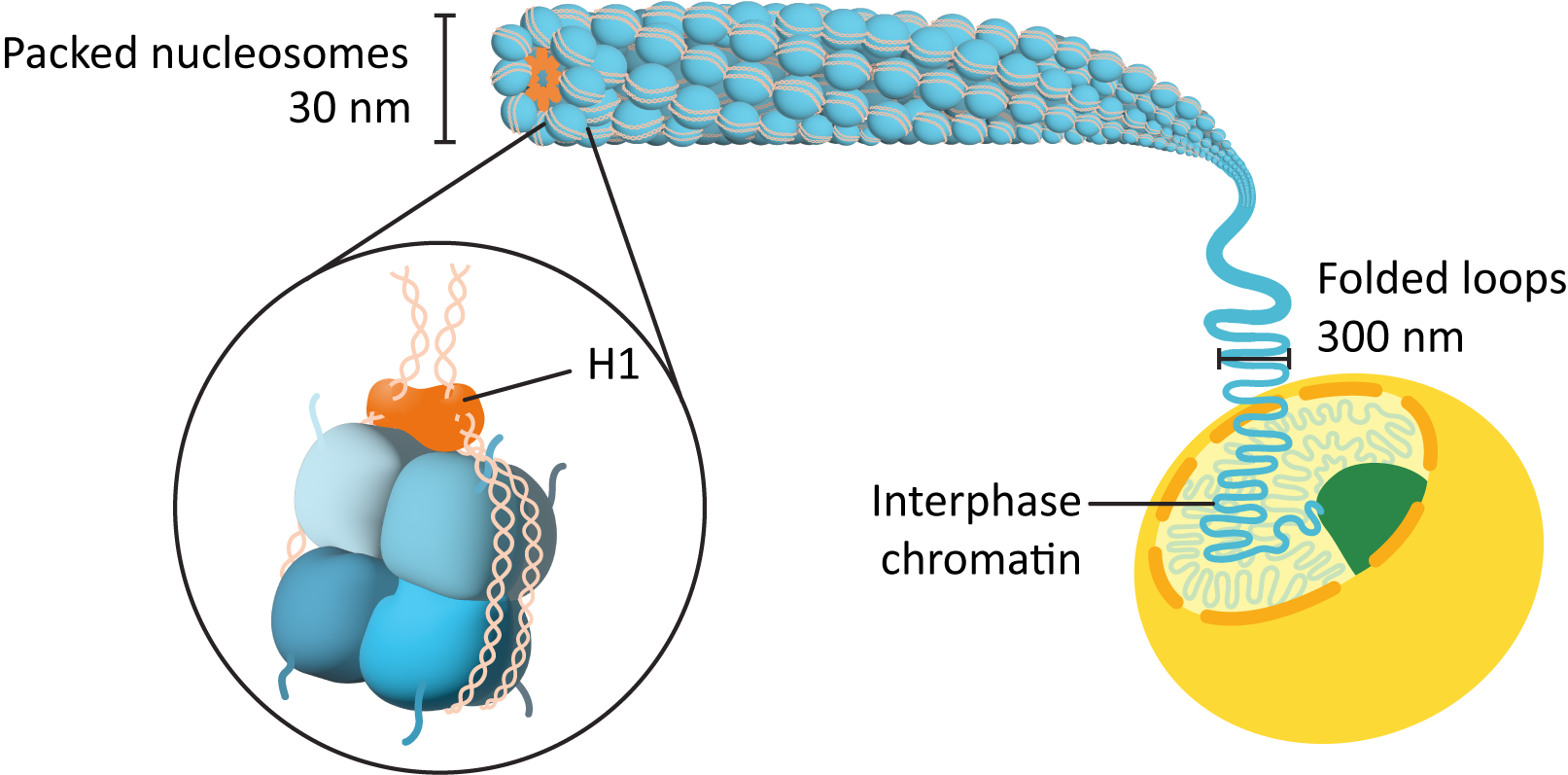 Interphase chromatin