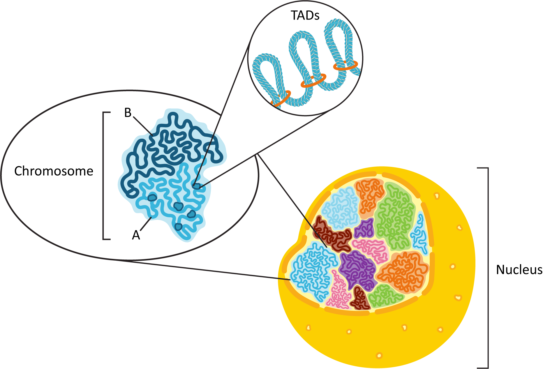 Illustration of Chromosome, TADs, and Nucleus